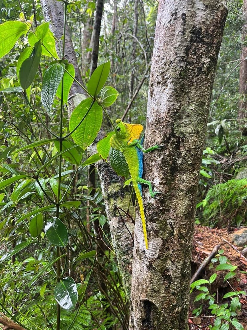 Sinharaja Rainforest