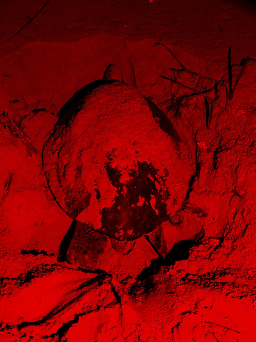 Rekawa Turtle Watching