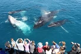 Whale Watching in Mirissa