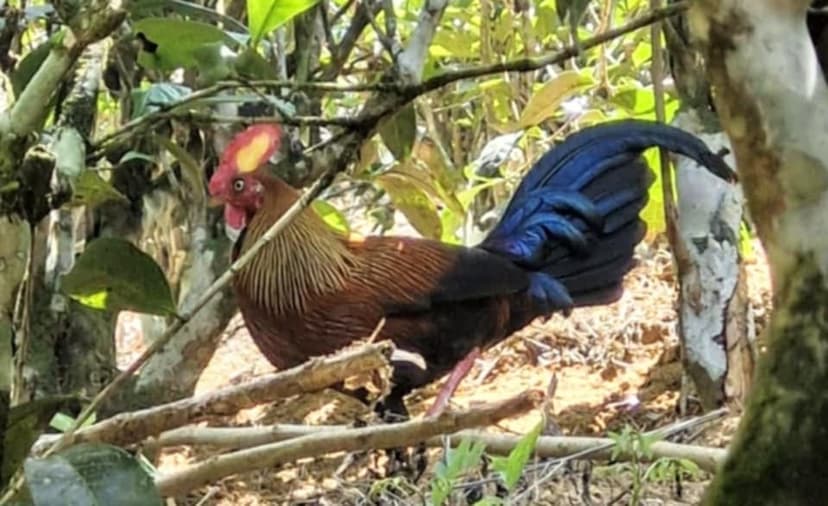 Sinharaja Rainforest