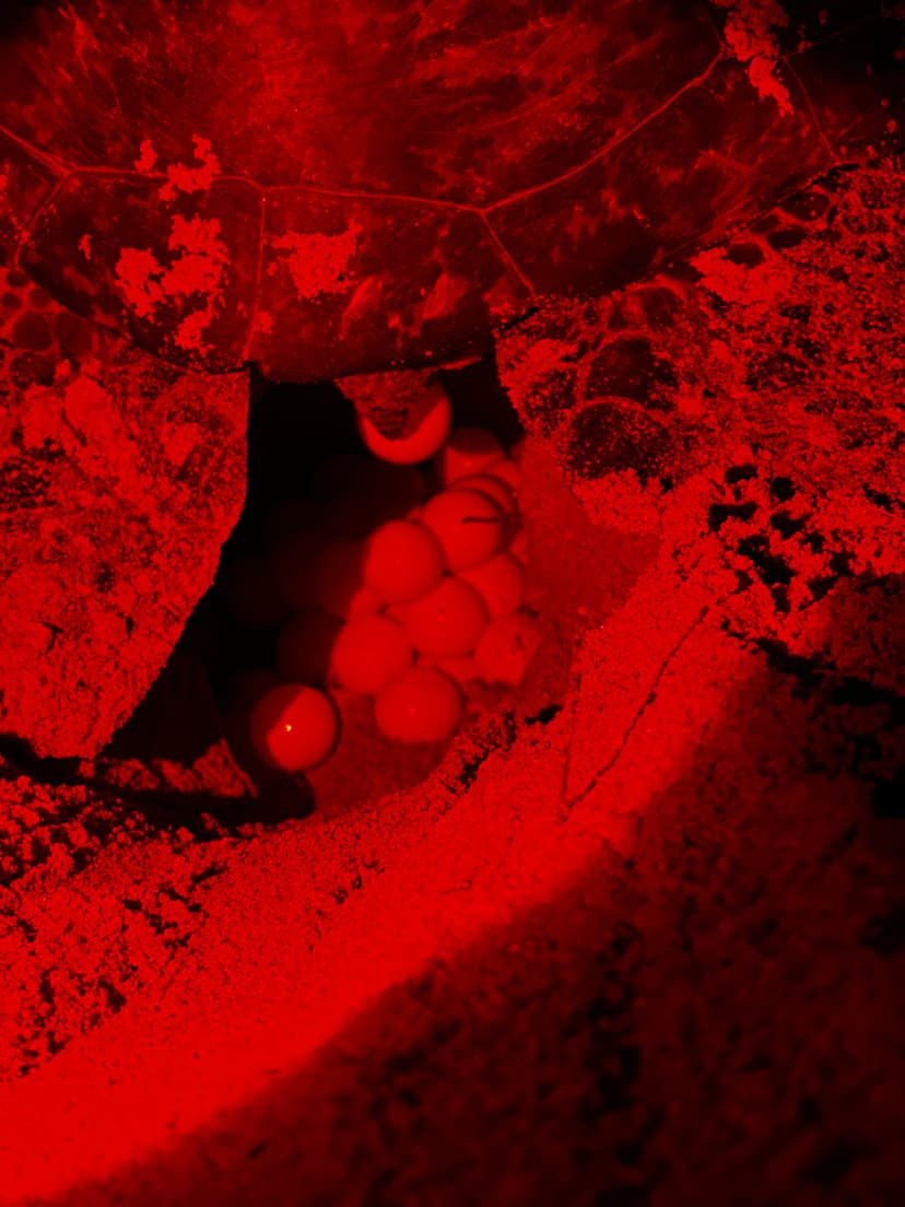 Rekawa Turtle Watching