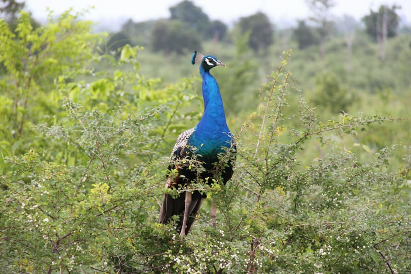 Udawalawe National Park