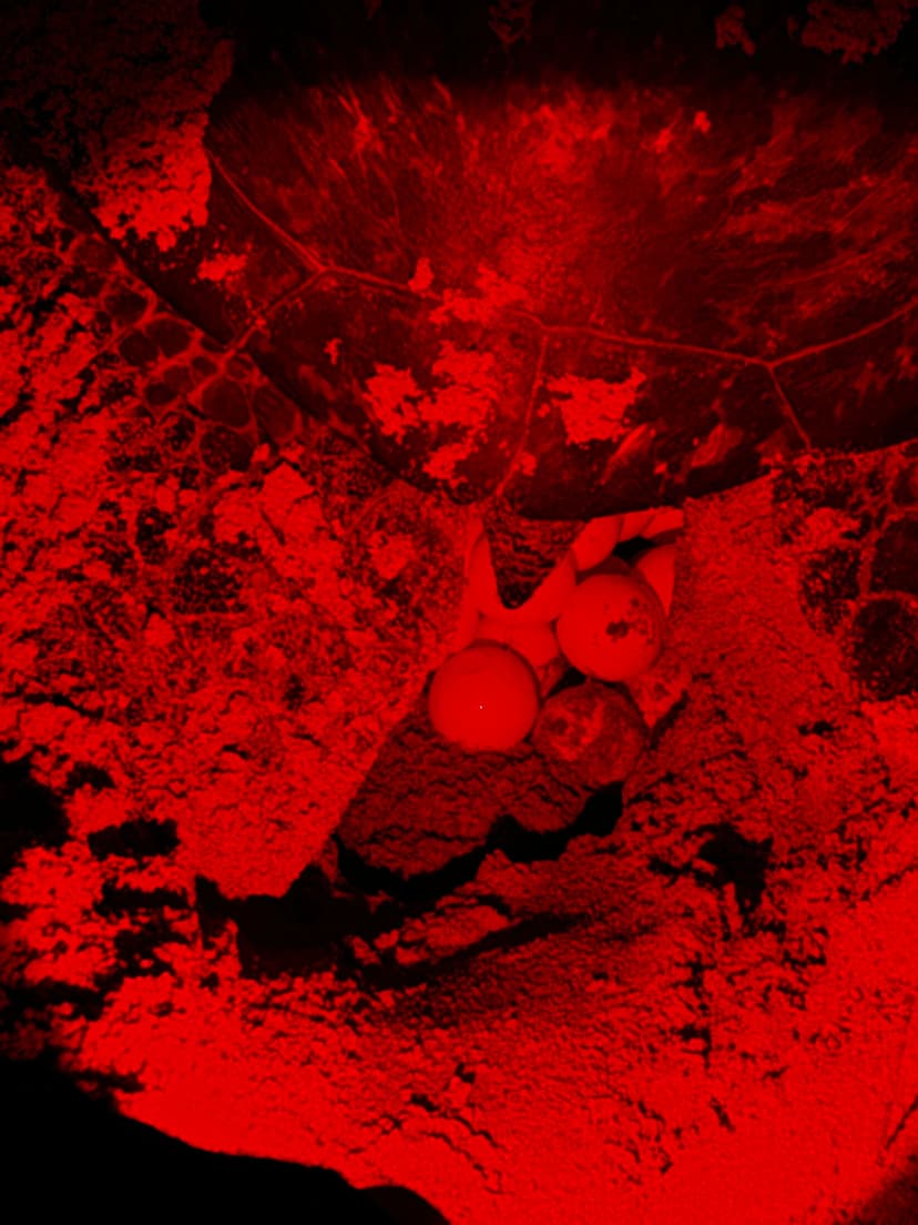 Rekawa Turtle Watching