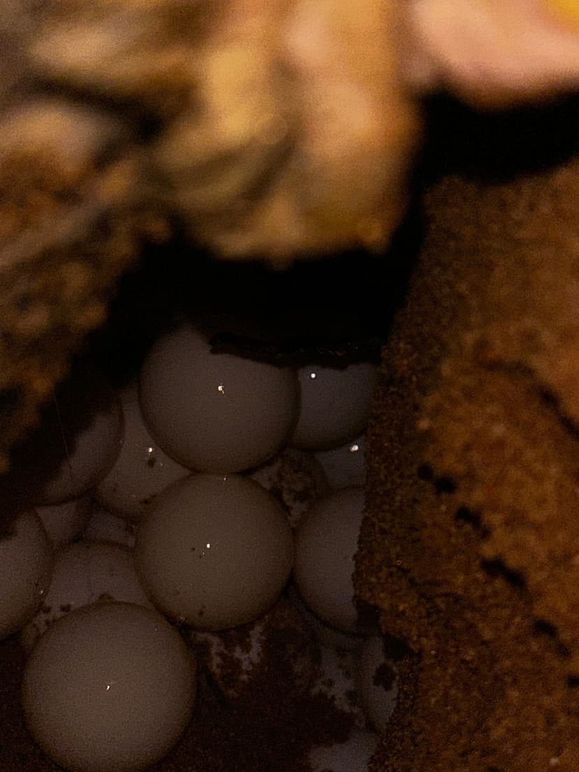 Rekawa Turtle Watching