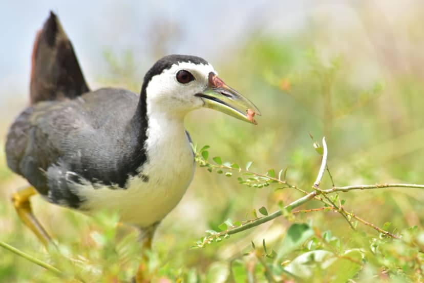 Kalametiya Bird Sanctuary