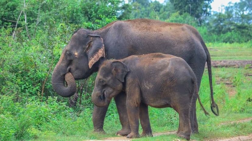 Udawalawe National Park