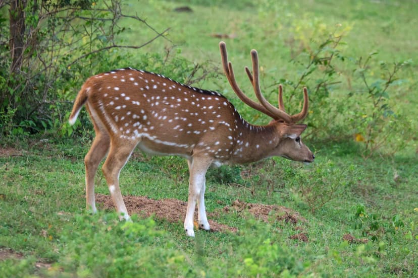 Experience Sri Lanka's beauty of Sri Lanka