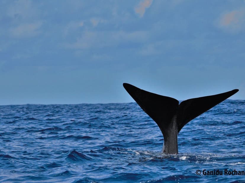 Whale Watching in Mirissa